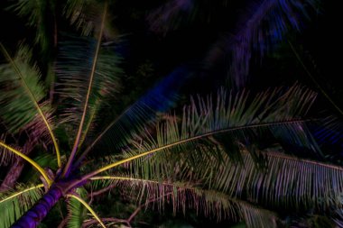 2011.05.06, Phuket, Tayland. Bu gece karanlık gökyüzünün arka planında palmiye ağacı.