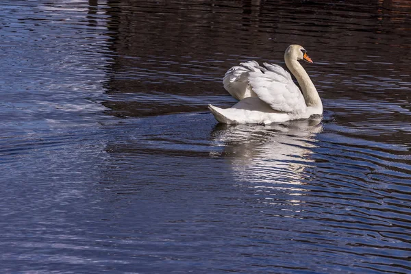 2019 Moscou Rússia Cisne Branco Flutuar Água Animais Cidade Vista — Fotografia de Stock