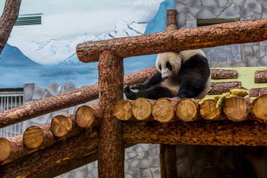 Ahşap inşaat üzerinde yatan dev bir Panda ve onu oynuyor. Çin 'in sevimli hayvanları. Sevimli aktif panda ayı yakın yukarı.