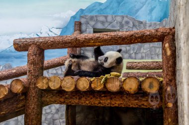 Ahşap inşaat üzerinde yatan dev bir Panda ve onu oynuyor. Çin 'in sevimli hayvanları. Sevimli aktif panda ayı yakın yukarı.