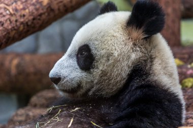 Dev panda bambu yeme portresi, yan görünüm. Çin 'in sevimli hayvanları. Sevimli panda ayı yakın yukarı.