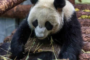Dev panda bambu yeme portresi, yan görünüm. Çin 'in sevimli hayvanları. Sevimli panda ayı yakın yukarı.