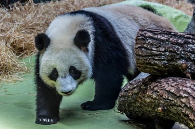 Dev pandanın portresi etrafında yürürken, ön görünümü. Çin 'in sevimli hayvanları. Sevimli panda ayı yakın yukarı.