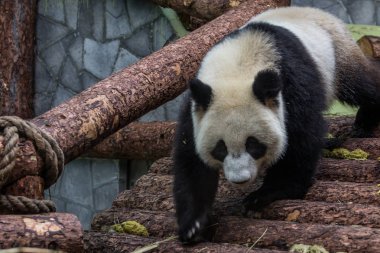 Dev pandanın portresi etrafında yürürken, ön görünümü. Çin 'in sevimli hayvanları. Sevimli panda ayı yakın yukarı.