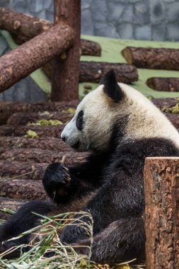 Dev panda bambu yeme portresi, yan görünüm. Çin 'in sevimli hayvanları. Sevimli panda ayı yakın yukarı.