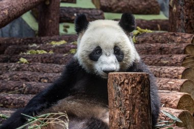 Dev panda bambu yeme portresi, yan görünüm. Çin 'in sevimli hayvanları. Sevimli panda ayı yakın yukarı.