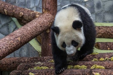 Dev pandanın portresi etrafında yürürken, ön görünümü. Çin 'in sevimli hayvanları. Sevimli panda ayı yakın yukarı.