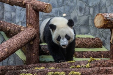 Dev pandanın portresi etrafında yürürken, ön görünümü. Çin 'in sevimli hayvanları. Sevimli panda ayı yakın yukarı.