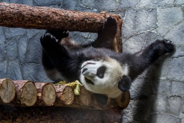 Ahşap inşaat üzerinde yatan dev bir Panda ve onu oynuyor. Çin 'in sevimli hayvanları. Sevimli aktif panda ayı yakın yukarı.