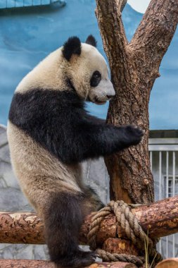 Dev bir panda, ahşap havasına tırmanıyor. Çin 'in sevimli hayvanları. Sevimli aktif panda ayı yakın yukarı.