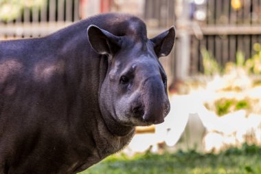 Güney Amerika tapir (Brezilyalı tapir, Amazon tapir) yakın yukarı. Dünyanın sevimli ve komik hayvanları. Amerikan hayvanları.