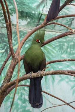 Şube üzerinde tek bir turaco. Dünyanın güzel kuşları. Afrika kuşları.