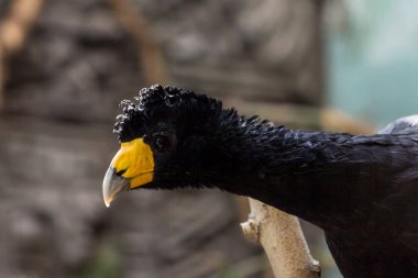 Dalda siyah (kıvrlı) Curassow, yan görünüm. Amerikan kuşları.