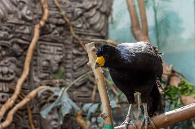 Dalda siyah (kıvrlı) Curassow, yan görünüm. Amerikan kuşları.