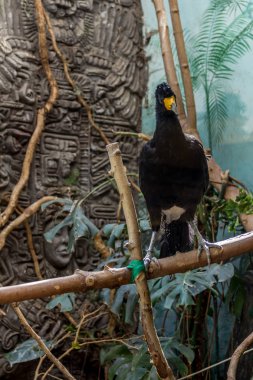 Dalda siyah (kıvrlı) Curassow, yan görünüm. Amerikan kuşları.
