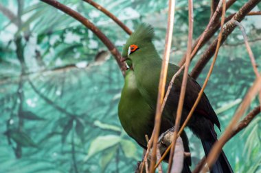 Şube üzerinde birkaç turaco. Dünyanın güzel kuşları. Afrika kuşları.