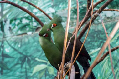 Şube üzerinde birkaç turaco. Dünyanın güzel kuşları. Afrika kuşları.