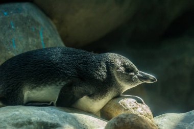 Rockla yatan penguen yavrusu. Dünyanın olağandışı kuşlar.