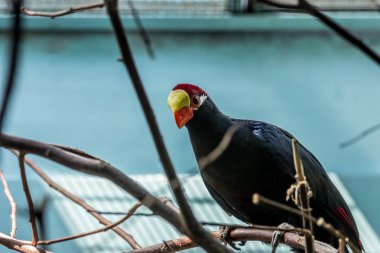 Menekşe turaco, aynı zamanda ağacın üzerinde violaceous Muz yiyen olarak bilinir. Afrika otidimorphae bir grup kuşlar.