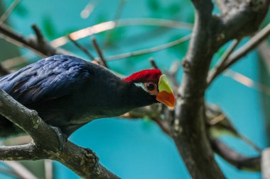 Menekşe turaco, aynı zamanda ağacın üzerinde violaceous Muz yiyen olarak bilinir. Afrika otidimorphae bir grup kuşlar.