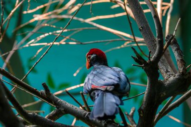 Menekşe turaco, aynı zamanda ağacın üzerinde violaceous Muz yiyen olarak bilinir. Afrika otidimorphae bir grup kuşlar.