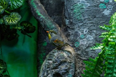 Şube üzerinde kırmızı gagalı leiothrix. Asya kuşlar.