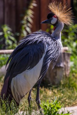 Gri taçlı vinç alanında yürüyüş, arka tarafı görünümü. Afrika kuşları. Dünyanın güzel kuşları.