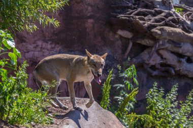 Gri kurt (kereste kurt) Aviary etrafında çalışan. Avrasya hayvanları.