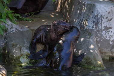 İki kuzey kürk mührü suda oynuyor. Okyanus ve deniz hayvanları. Dünyanın komik hayvanları.