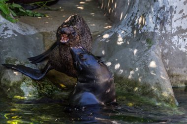 İki kuzey kürk mührü suda oynuyor. Okyanus ve deniz hayvanları. Dünyanın komik hayvanları.