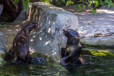 İki kuzey kürk mührü suda oynuyor. Okyanus ve deniz hayvanları. Dünyanın komik hayvanları.