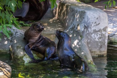 İki kuzey kürk mührü suda oynuyor. Okyanus ve deniz hayvanları. Dünyanın komik hayvanları.