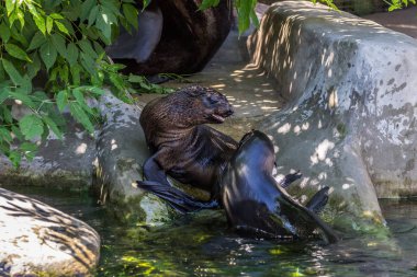 İki kuzey kürk mührü suda oynuyor. Okyanus ve deniz hayvanları. Dünyanın komik hayvanları.