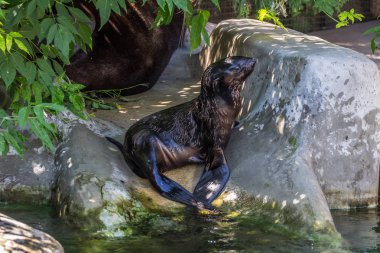 Suyun yanında oturan tek bir kuzey kürk mührü. Okyanus ve deniz hayvanları. Dünyanın sevimli ve komik hayvanları.
