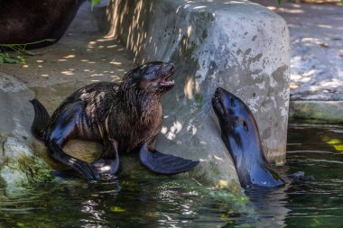 İki kuzey kürk mührü suda oynuyor. Okyanus ve deniz hayvanları. Dünyanın komik hayvanları.