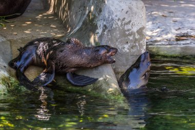 İki kuzey kürk mührü suda oynuyor. Okyanus ve deniz hayvanları. Dünyanın komik hayvanları.