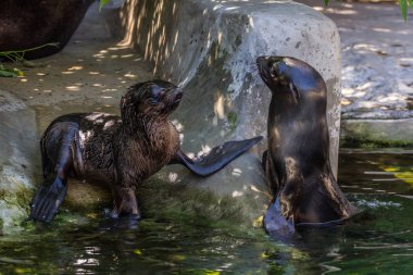 İki kuzey kürk mührü suda oynuyor. Okyanus ve deniz hayvanları. Dünyanın komik hayvanları.