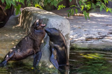 İki kuzey kürk mührü suda oynuyor. Okyanus ve deniz hayvanları. Dünyanın komik hayvanları.