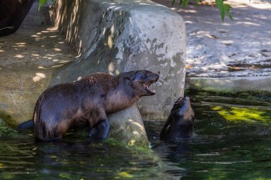 İki kuzey kürk mührü suda oynuyor. Okyanus ve deniz hayvanları. Dünyanın komik hayvanları.