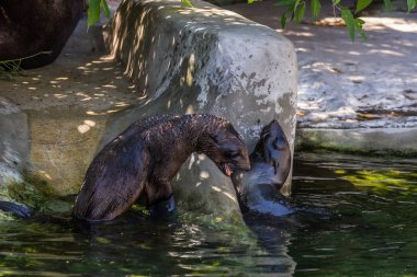 İki kuzey kürk mührü suda oynuyor. Okyanus ve deniz hayvanları. Dünyanın komik hayvanları.