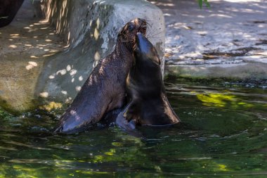 İki kuzey kürk mührü suda oynuyor. Okyanus ve deniz hayvanları. Dünyanın komik hayvanları.