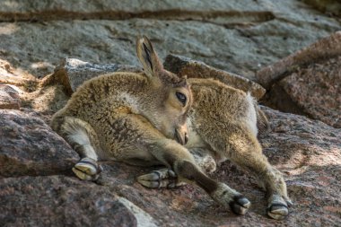 Kaya üzerinde yatan Doğu Kafkas Tur (Daghestan Tur) bir yavru. Dağların, yan manzaralı hayvanlar.