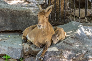 Doğu Kafkas Tur 'un dişi ve yavrusu (Daghestan Tur) kayanın üzerinde yatıyor. Dağların, önden manzaralı hayvanlar.
