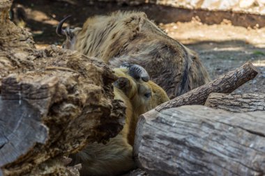 Sichuan takin yerde ağacın arkasında yatıyor. Çin 'in ellenmiş memeliler.