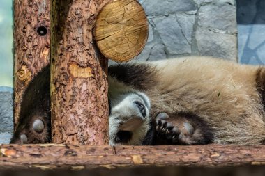 Ahşap üzerinde uyuyan dev panda sevimli yavrusu. Dünyanın komik ve sevimli hayvanları. Çin hayvanları.