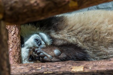 Ahşap üzerinde uyuyan dev panda sevimli yavrusu. Dünyanın komik ve sevimli hayvanları. Çin hayvanları.