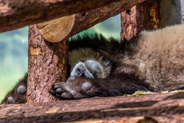 Ahşap üzerinde uyuyan dev panda sevimli yavrusu. Dünyanın komik ve sevimli hayvanları. Çin hayvanları.