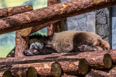 Ahşap üzerinde uyuyan dev panda sevimli yavrusu. Dünyanın komik ve sevimli hayvanları. Çin hayvanları.