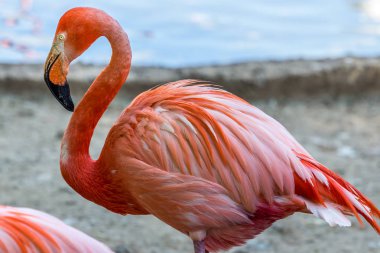 Tek bir Flamingo yakın. Dünyanın güzel kuşları.