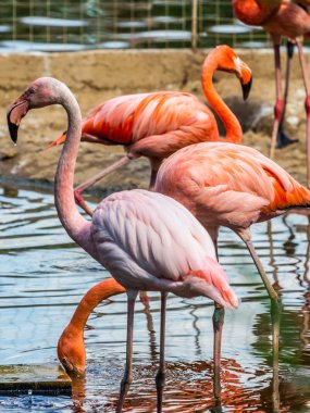 Gölet üzerinde güzel ve zarif Flamingo Flock. Şehirde su kuşu kuşları.